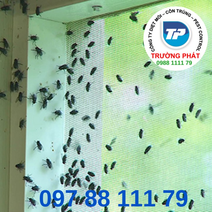 Dịch vụ diệt ruồi Dịch vụ diệt ruồi