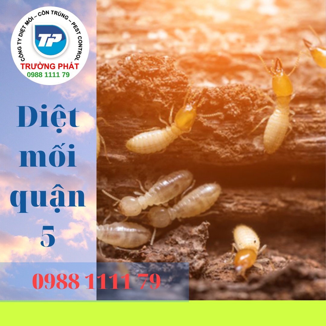 Diệt mối quận 5 Diệt mối quận 5
