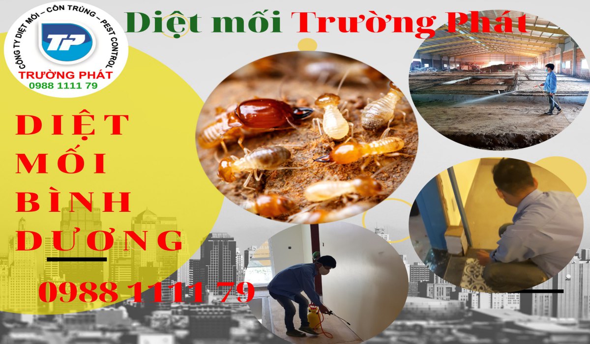 Diệt mối tận gốc tại bình dương uy tín nhất Diệt mối tận gốc tại bình dương uy tín
