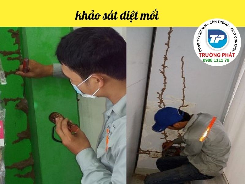 Nếu bạn nghĩ rằng bạn có mối, đây là những gì cần làm. hãy Kiểm tra diệt mối