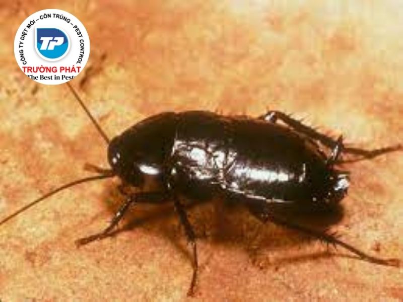 gián phương đông gián phương đông