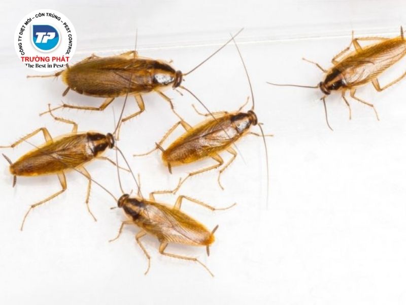 Gián đức Gián đức