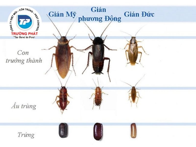 Gián đức, gián phương đông Gián đức, gián phương đông