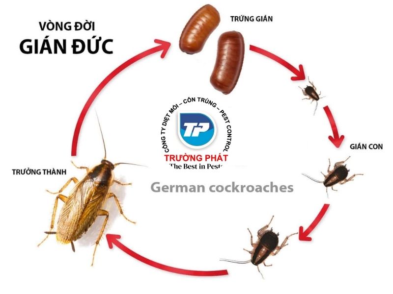 Gián đức Gián đức