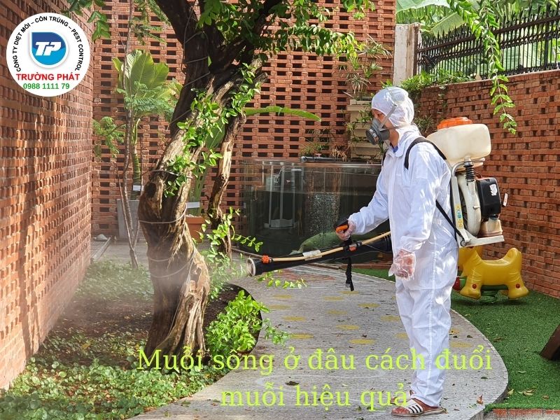 Muỗi sống ở đâu cách đuổi muỗi hiệu quả Muỗi sống ở đâu cách đuổi muỗi hiệu quả