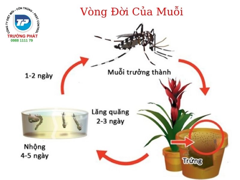 Muỗi sống ở đâu cách đuổi muỗi hiệu quả Muỗi sống ở đâu cách đuổi muỗi hiệu quả