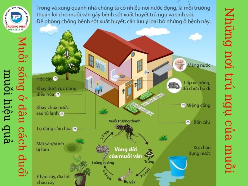 Muỗi sống ở đâu cách đuổi muỗi hiệu quả Muỗi sống ở đâu cách đuổi muỗi hiệu quả
