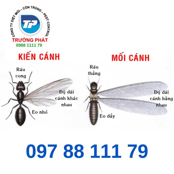 những câu hỏi thường găp về diêt mối  những câu hỏi thường găp về diêt mối