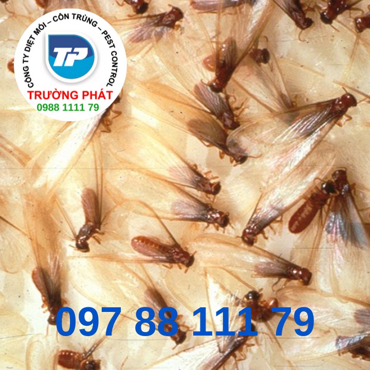 những câu hỏi thường găp về diêt mối  những câu hỏi thường găp về diêt mối