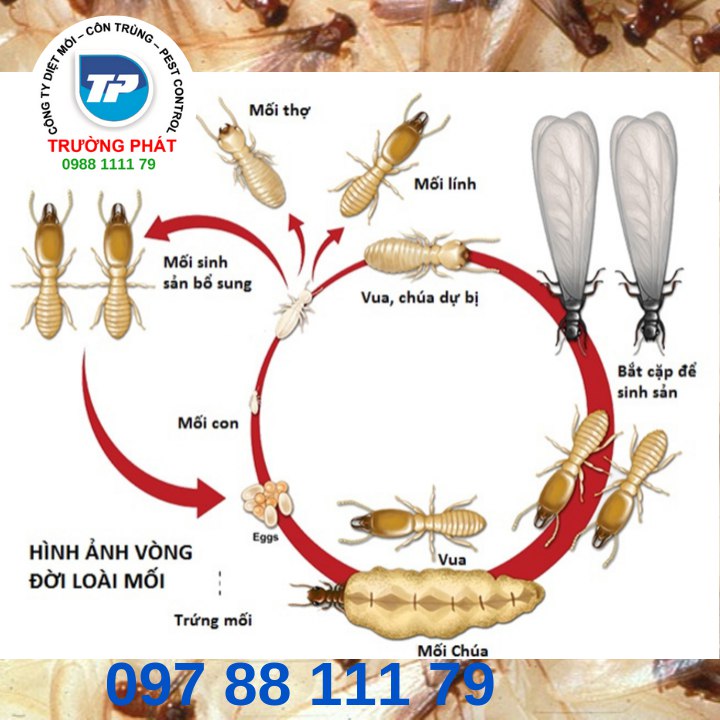 những câu hỏi thường găp về diêt mối  những câu hỏi thường găp về diêt mối
