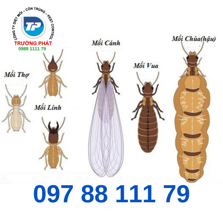những câu hỏi thường găp về diêt mối  những câu hỏi thường găp về diêt mối