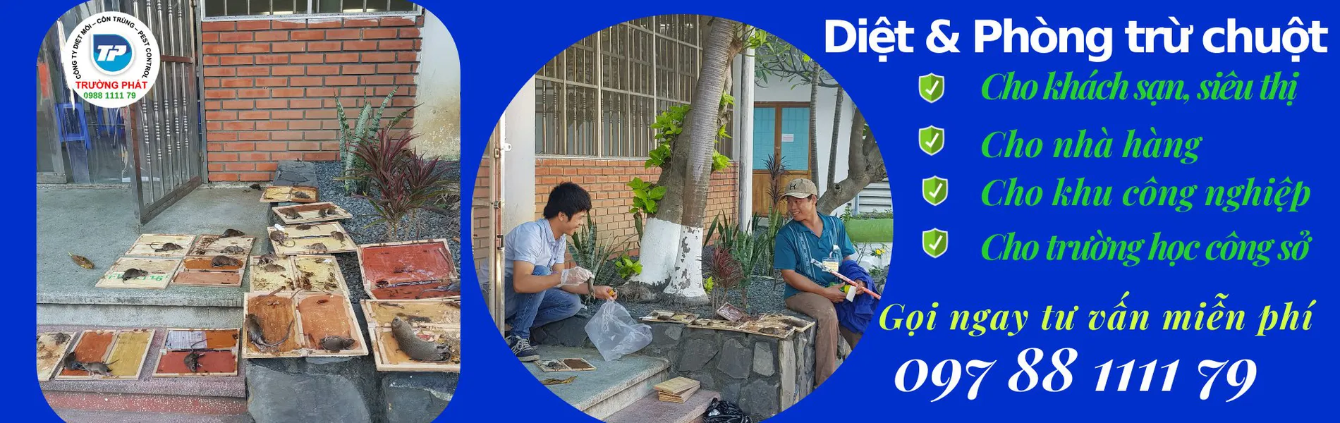 Dịch vụ diệt chuột Dịch vụ diệt chuột