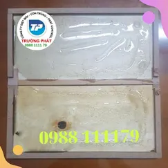 Keo bẫy chuột bẵng gỗ