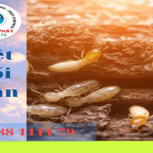 Diệt Mối Quận 5 - Dịch Vụ Diệt Mối Tận Gốc Quận 5