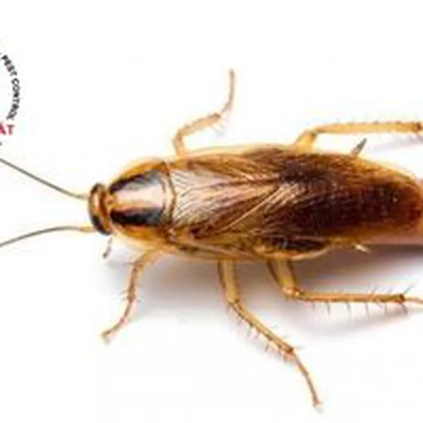 Môi trường sống của gián Đức và nơi chúng thích làm tổ