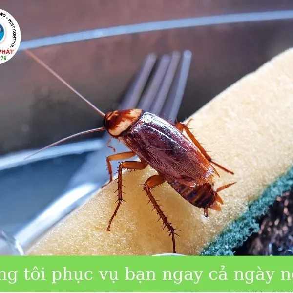 5 điều thú vị bạn chưa biết về gián