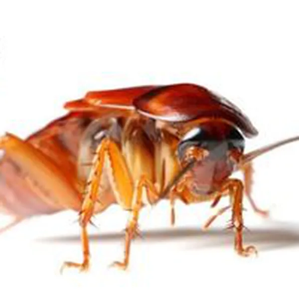 Cách diệt gián tận gốc