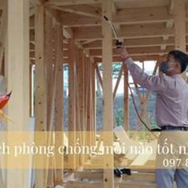 Cách phòng chống mối nào tốt nhất