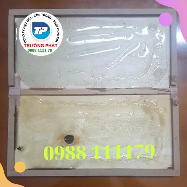 Keo bẫy chuột bẵng gỗ