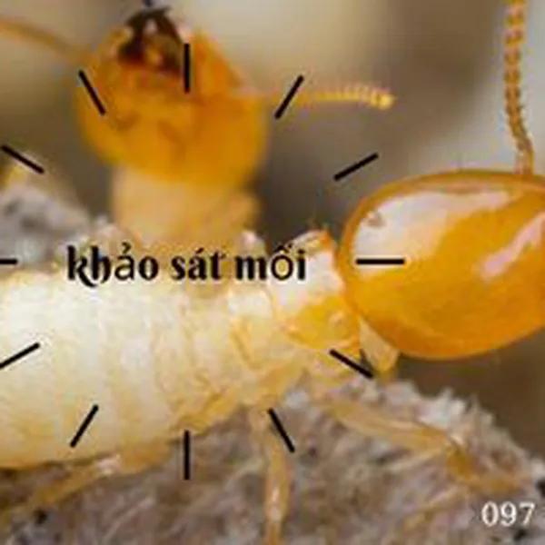 Nếu bạn nghĩ rằng bạn có mối, đây là những gì cần làm. hãy Kiểm tra diệt mối