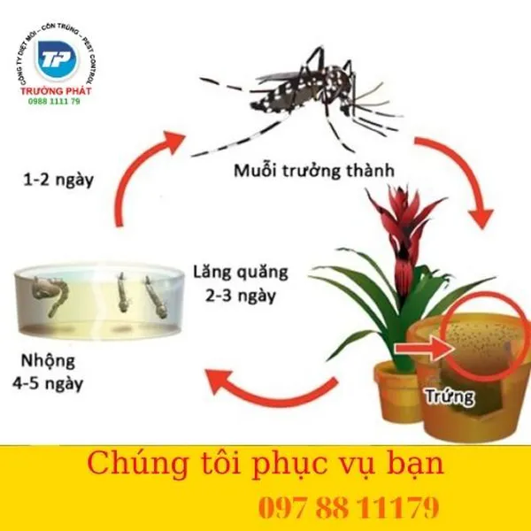Muỗi sống ở đâu cách đuổi muỗi hiệu quả