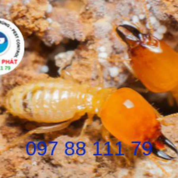 Hé lộ: những câu hỏi thường găp về diệt mối và cách khắc phục