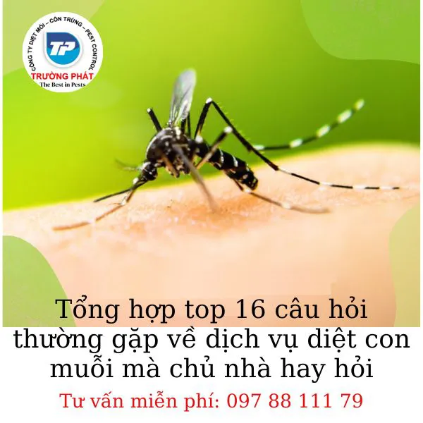 Tổng hợp top 16 câu hỏi thường gặp về dịch vụ diệt con muỗi mà chủ nhà hay hỏi