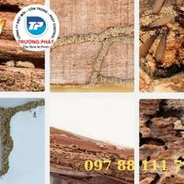 Top 9 những dấu hiệu nhà bạn bị mối mọt ăn