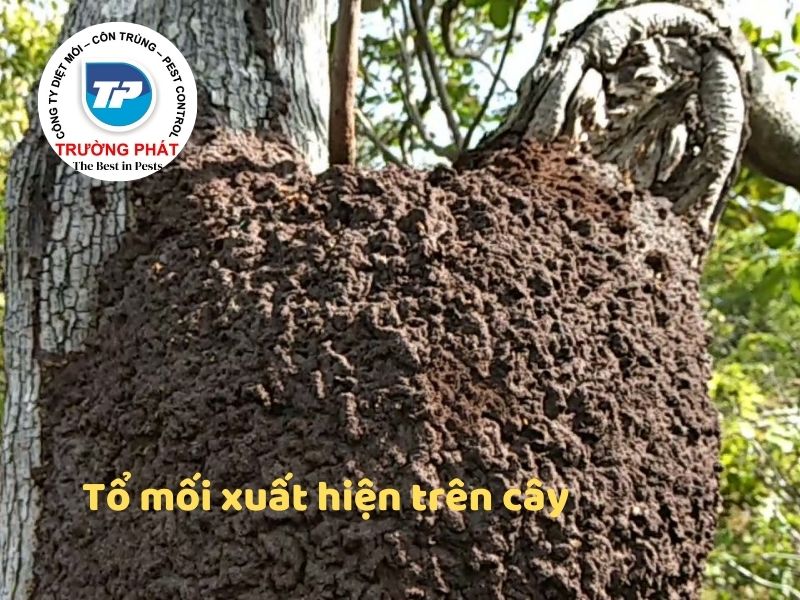 Top 9 những dấu hiệu nhà bạn bị mối mọt ăn Top 9 những dấu hiệu nhà bạn bị mối mọt ăn