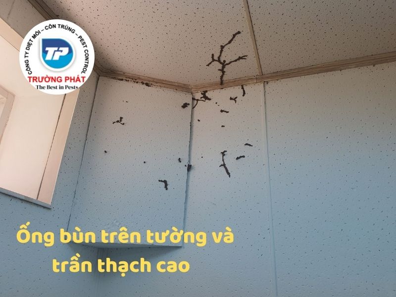 Top 9 những dấu hiệu nhà bạn bị mối mọt ăn Top 9 những dấu hiệu nhà bạn bị mối mọt ăn