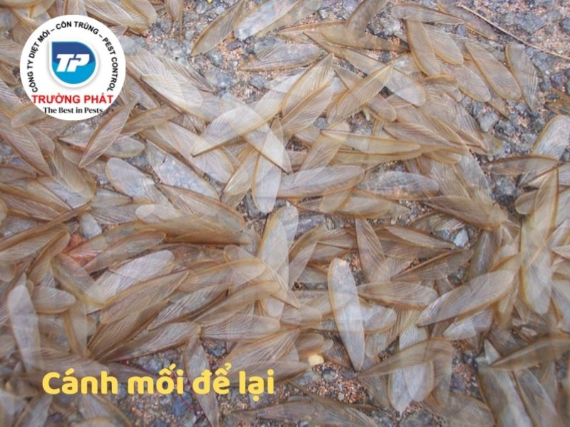 Top 9 những dấu hiệu nhà bạn bị mối mọt ăn Top 9 những dấu hiệu nhà bạn bị mối mọt ăn