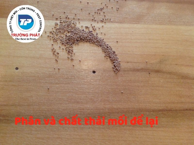 Top 9 những dấu hiệu nhà bạn bị mối mọt ăn Top 9 những dấu hiệu nhà bạn bị mối mọt ăn