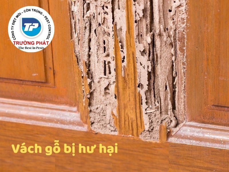 Top 9 những dấu hiệu nhà bạn bị mối mọt ăn Top 9 những dấu hiệu nhà bạn bị mối mọt ăn