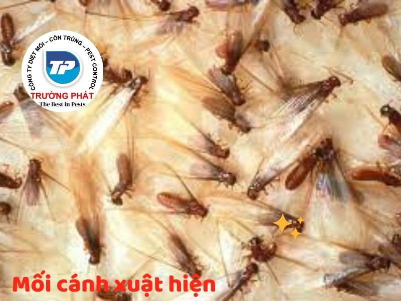 Top 9 những dấu hiệu nhà bạn bị mối mọt ăn Top 9 những dấu hiệu nhà bạn bị mối mọt ăn