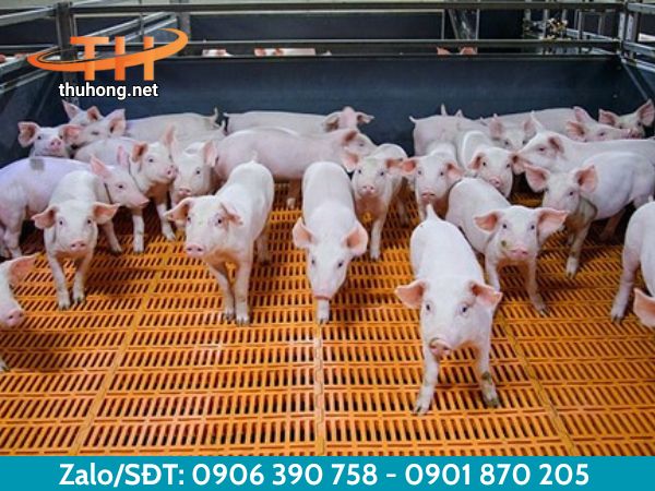 Lợi ích khi sử dụng sàn nhựa chăn nuôi Lợi ích khi sử dụng sàn nhựa chăn nuôi