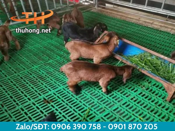 Sàn nhựa chắc chắn đảm bảo an toàn cho vật nuôi Sàn nhựa chắc chắn đảm bảo an toàn cho vật nuôi