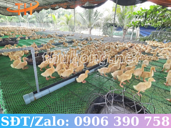 Lưới nhựa cứng lót sàn nuôi gà