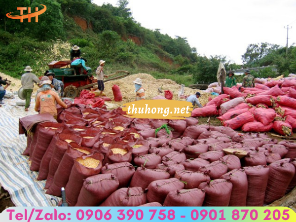 bao tải đựng lúa mùa gặt