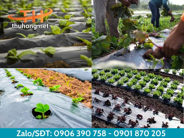 Bảo vệ cây trồng nhờ sử dụng màn phủ Bảo vệ cây trồng nhờ sử dụng màn phủ