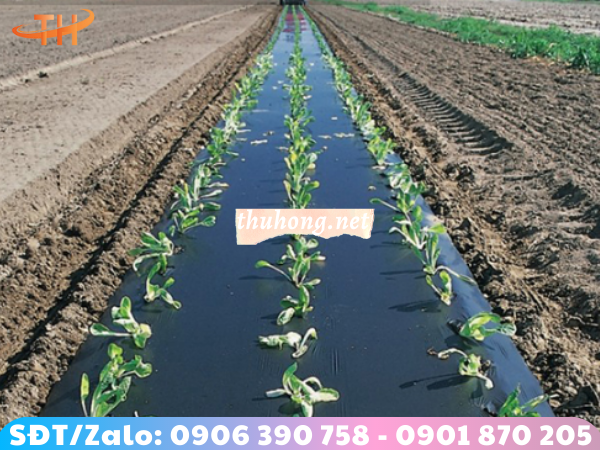 tác dụng dùng màng phủ nông nghiệp