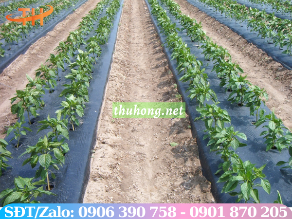 bạt phủ màu đen phủ luống đất trồng ớt