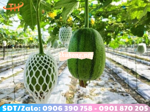 lợi ích khi bọc xốp lưới cho hoa quả