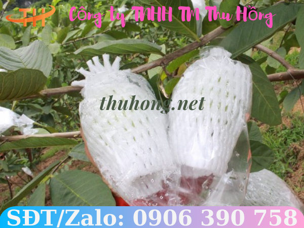 Bọc lưới xốp cho ổi