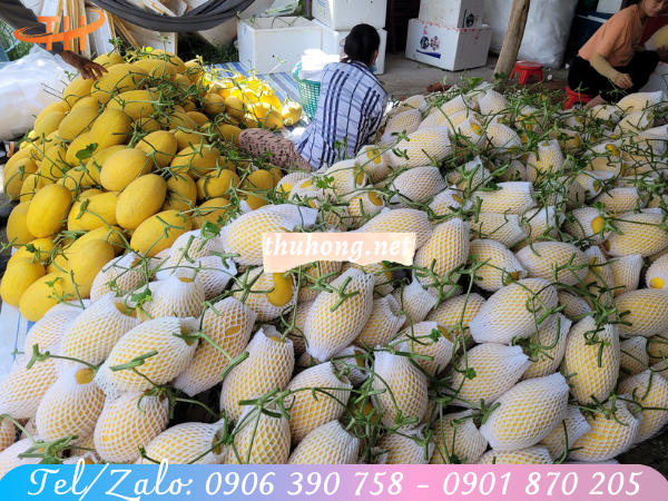 lưới xốp bọc dưa lưới