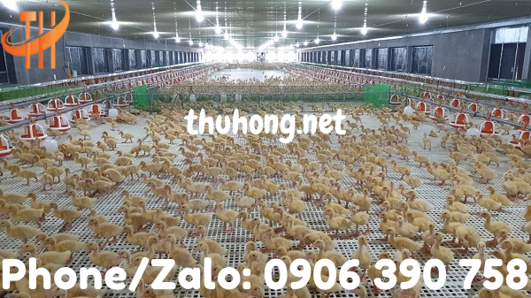 chuyen cung cấp sỉ sàn nhựa nuôi gà vịt giá rẻ chất lượng cao Bình Chánh