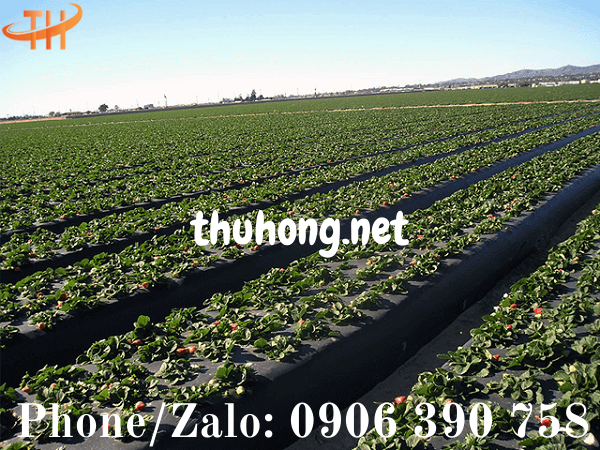 nên sử dụng màng phủ nông nghiệp cho cây trồng
