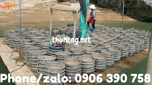 ngư dân sử dụng rổ nhựa để nuôi ngao, hàu, tu hài, thủy sản