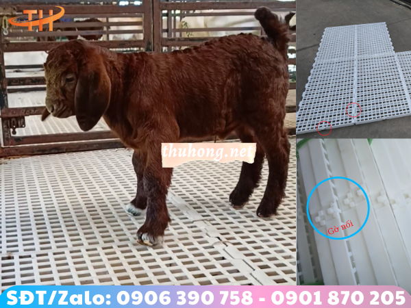 sàn dê nhựa nguyên sinh