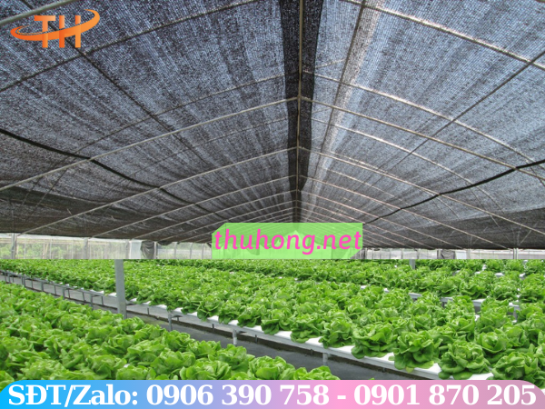 Dùng lưới che nắng giúp vườn rau sạch đạt năng suất cao