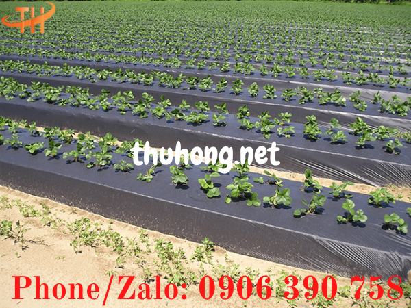 sử dụng màng phủ diệt cỏ ngừa sâu bênh